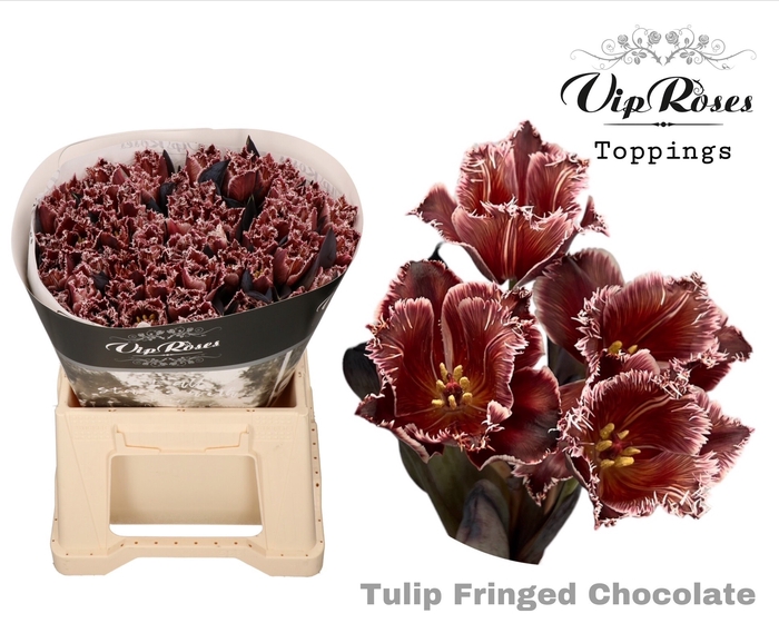<h4>Tulipa fr fringed chocolate</h4>