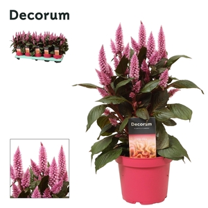 Celosia 'Merida pink' with label | Decorum