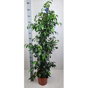 Ficus Danielle 27Ø 160cm
