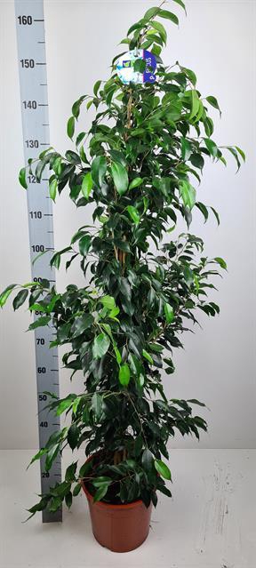 Ficus Danielle 27Ø 160cm