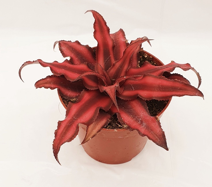 <h4>Cryptanthus biv. Red Star</h4>