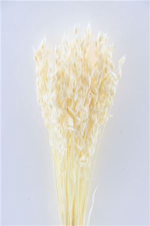 DRIED AVENA BLEACHED POLY PB