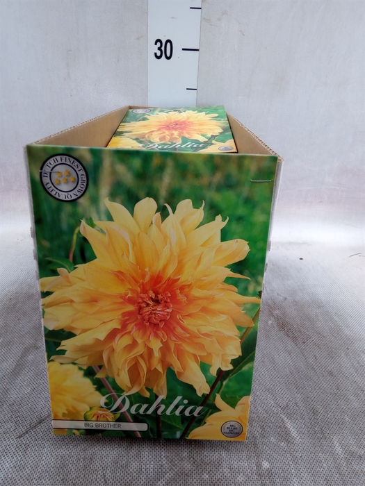 <h4>Dahlia   ...flowerbulbs</h4>