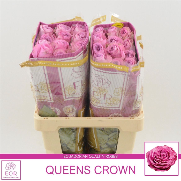 <h4>Rosa gr Queens Crown</h4>
