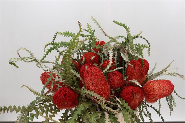 DRIED BANKSIA SPECIOSA RED