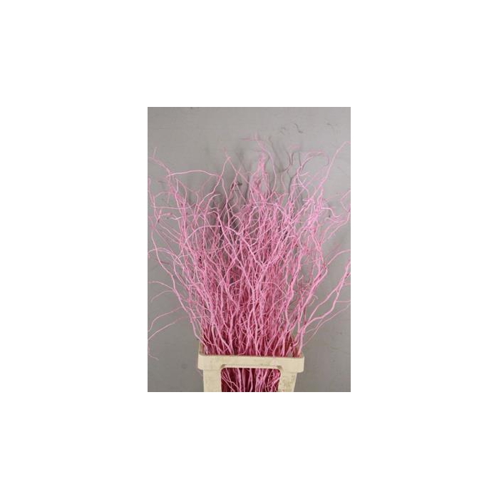 <h4>Salix Tortuosa Light Pink</h4>