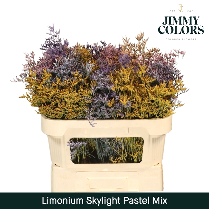 <h4>Limonium Skylight L70 Pastel mix</h4>
