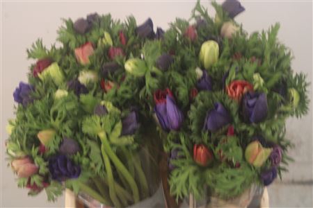 <h4>Anemone Galil Mixed In Bunch</h4>