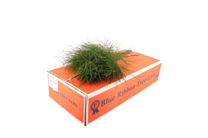 <h4>Tree Fern ( Orange Box )</h4>