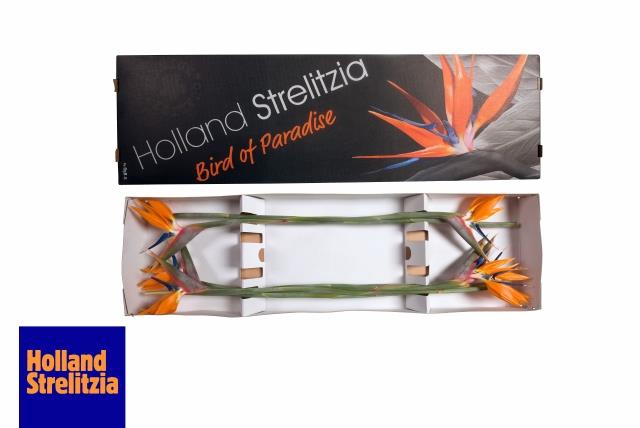 <h4>Strelitzia flower</h4>
