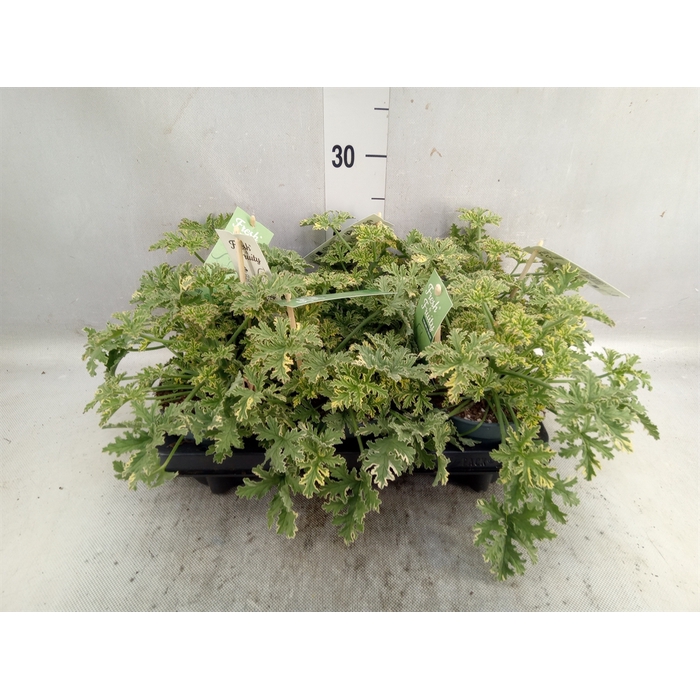 <h4>Pelargonium   ...mix smelling</h4>
