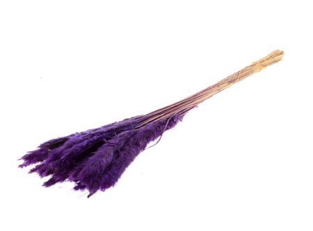 <h4>Dried Fluffy Pampas Purple Bunch</h4>