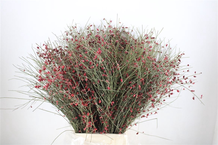 <h4>Ginster Berry Red P Bunch</h4>