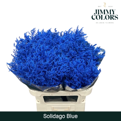 <h4>Solidago L80 Klbh. Blauw</h4>