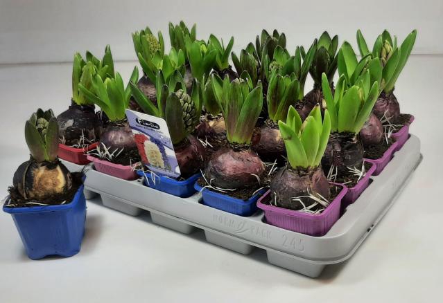 Hyacinthus mix 7Ø 12cm 1pp