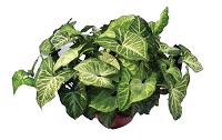 <h4>SYNGONIUM BUTTERFLY C21</h4>