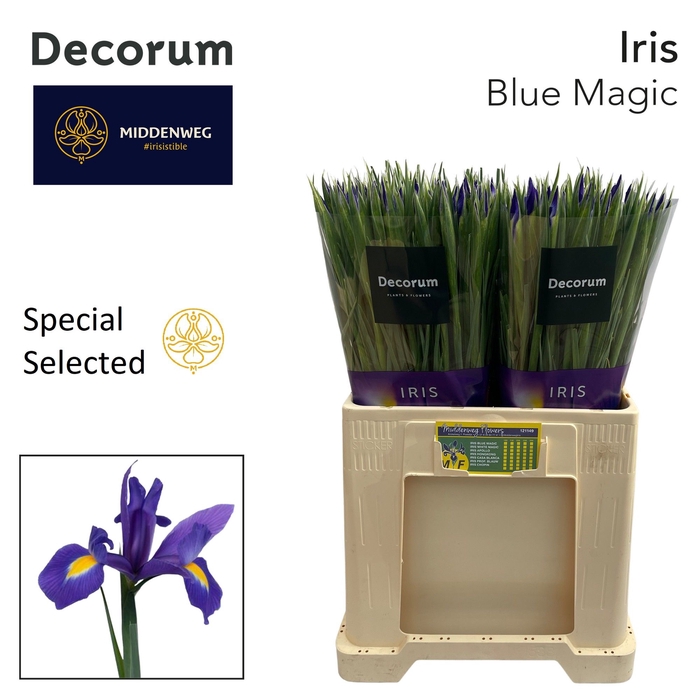 <h4>Iris Blue Magic SS</h4>