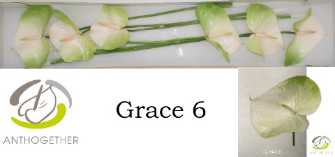 <h4>Anthurium grace</h4>