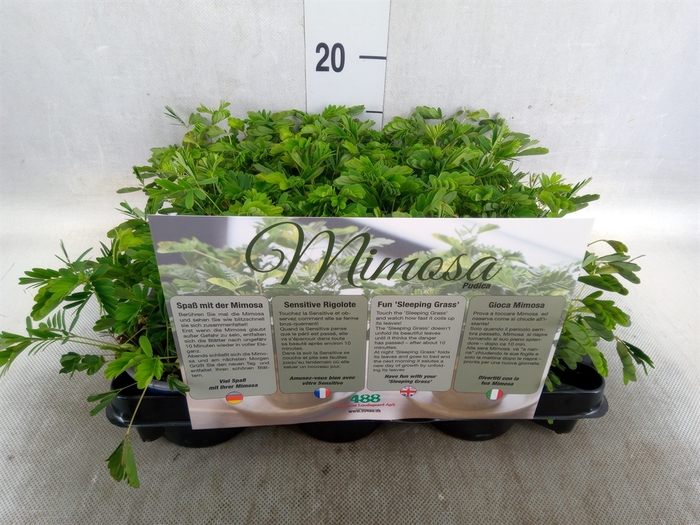 <h4>Mimosa pudica</h4>