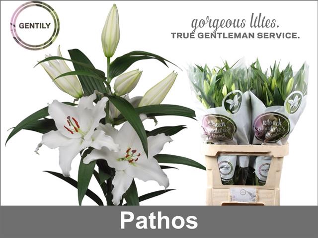 <h4>Lilium or pathos</h4>