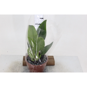PHILODENDRON PACOVA P19