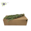 Setaria per bunch Frosted Mint green