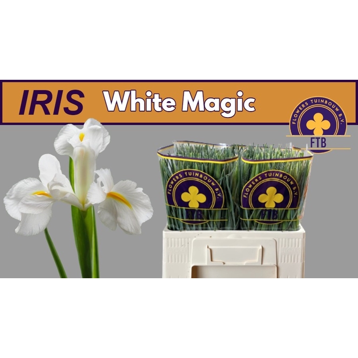<h4>Iris White Magic</h4>