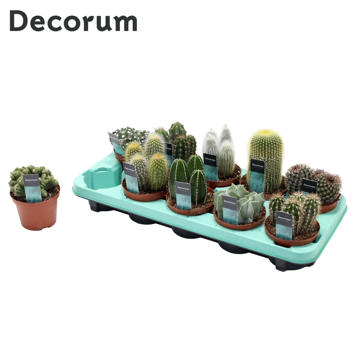 <h4>Cactus Mix (10 Spcs.) (decorum) Decorum+Steker</h4>