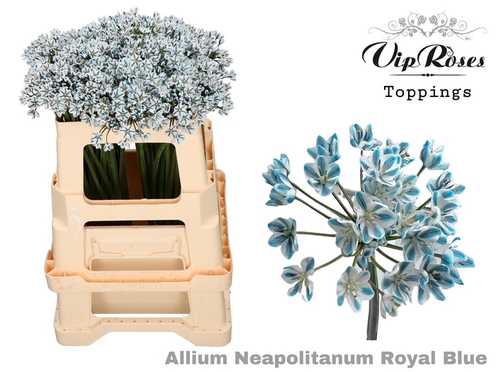 <h4>Allium paint neopolitanum blue</h4>