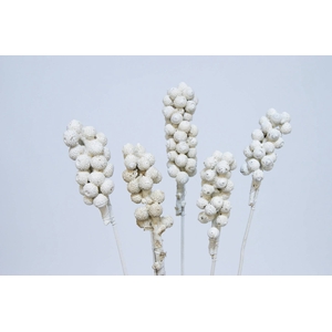 Acorn bunch on stem white