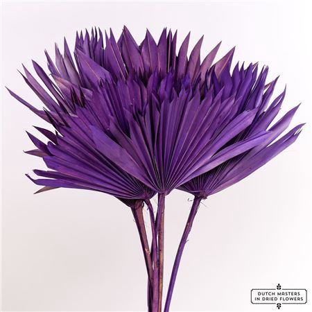 <h4>Dried Palm Sun 6pc Violet Bunch</h4>