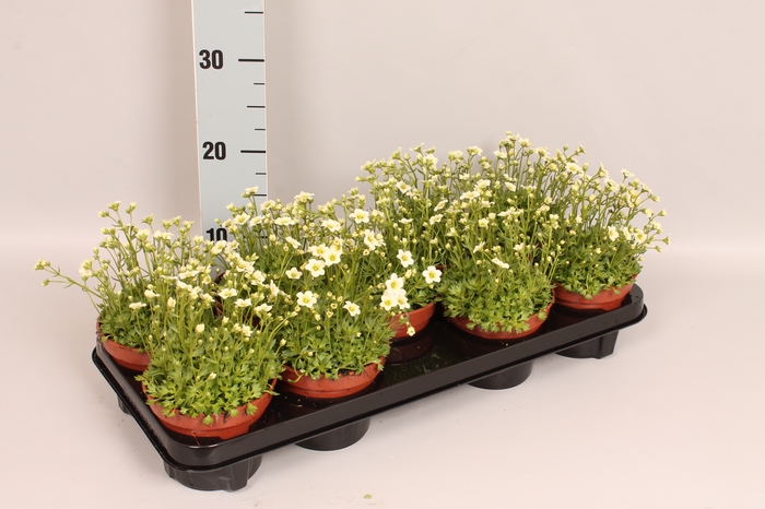 vaste planten 12 cm Saxifraga White
