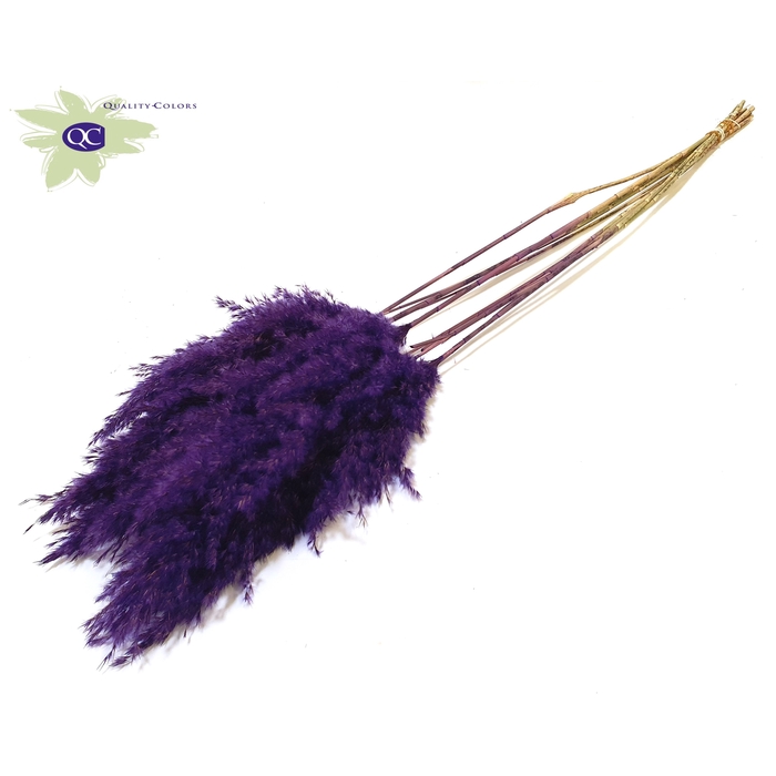 <h4>Pampas Grass 60cm 10stems per bunch Purple</h4>