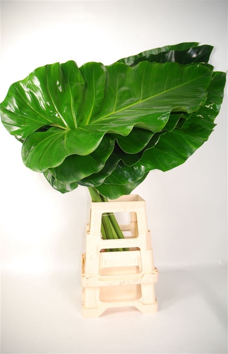 Leaf philodendron