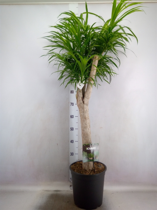 <h4>Dracaena refl. 'Anita'</h4>