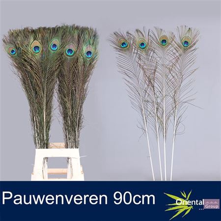 <h4>Peacock Feather 90cm</h4>