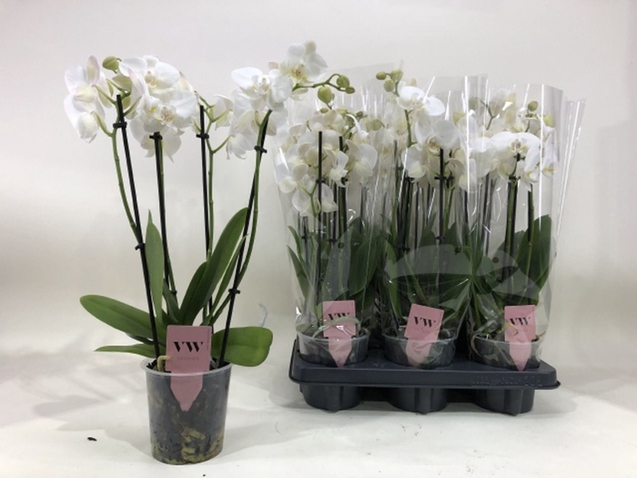 <h4>Phalaenopsis Anthura Inverness</h4>