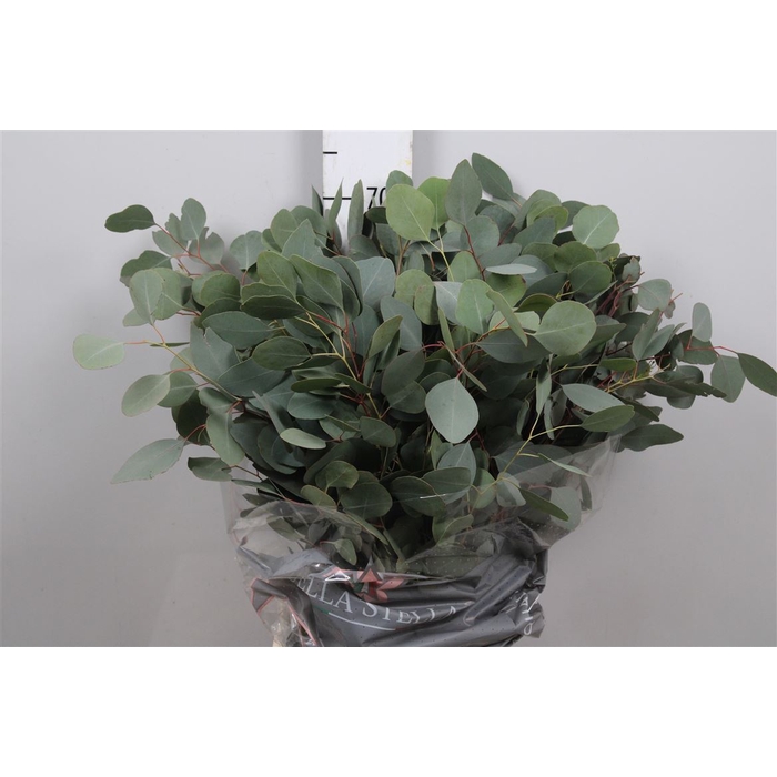 <h4>Euca Polyanthemos (populus)</h4>