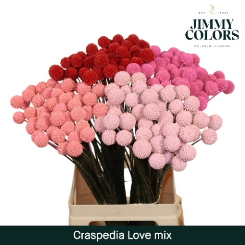 <h4>Craspedia L60 Klbh. Love Mix</h4>