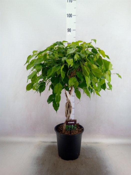 <h4>Ficus benja. 'Exotica'</h4>