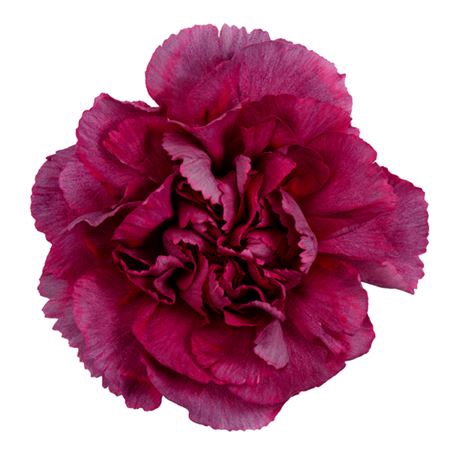 <h4>Dianthus st hypnosis</h4>