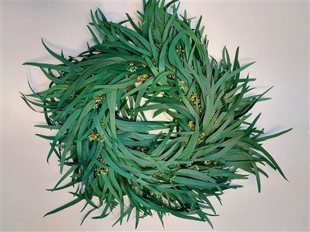 <h4>Wr Eucalyptus Nicoly Berry Green 35cm</h4>