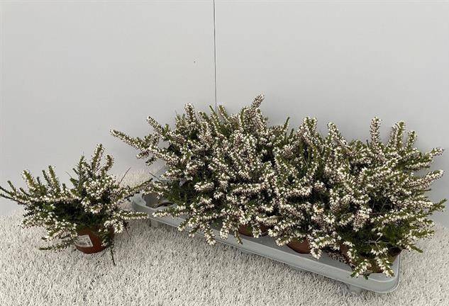 Erica (winterflowering) darleyensis White Perfecti 13Ø 17cm