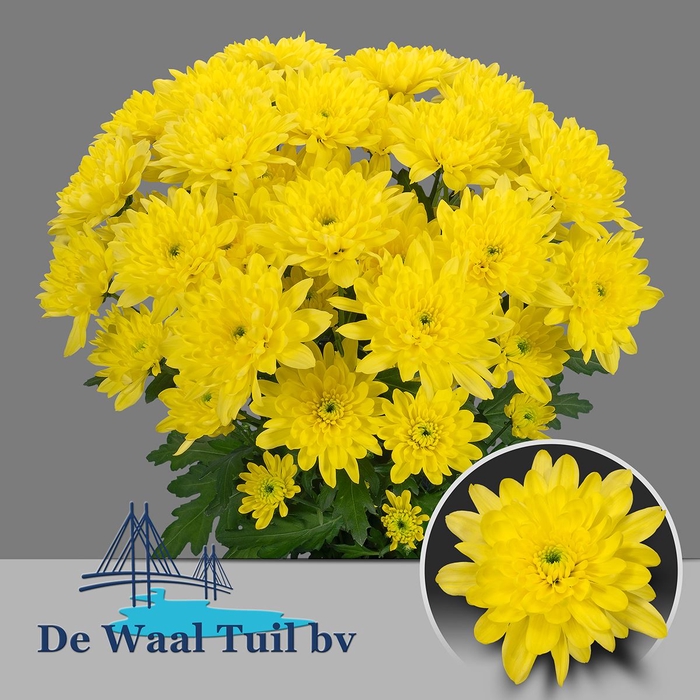 <h4>Chr tr Baltica Yellow</h4>