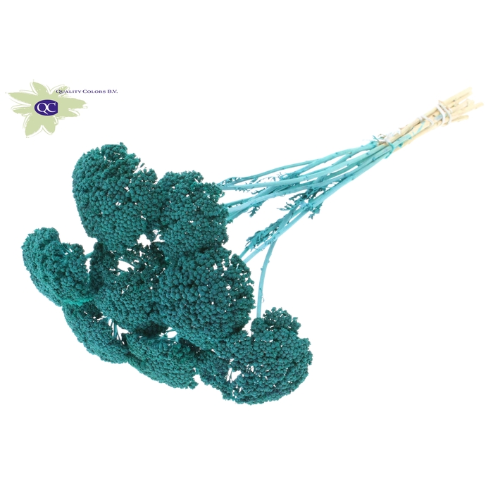 <h4>Achillea per stem 'unselected' Frosted Turquoise</h4>
