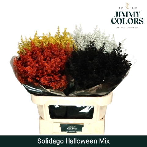 <h4>Solidago L80 Klbh. Halloween mix</h4>