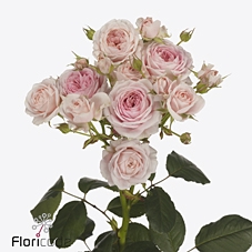 <h4>Rosa sp rosa loves me with fatal attraction</h4>