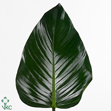 Dec Philodendron Congo Green