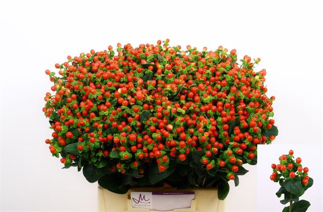 <h4>Hypericum tomato flair</h4>