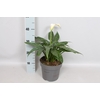 vaste planten 19 cm Zantedeschia White